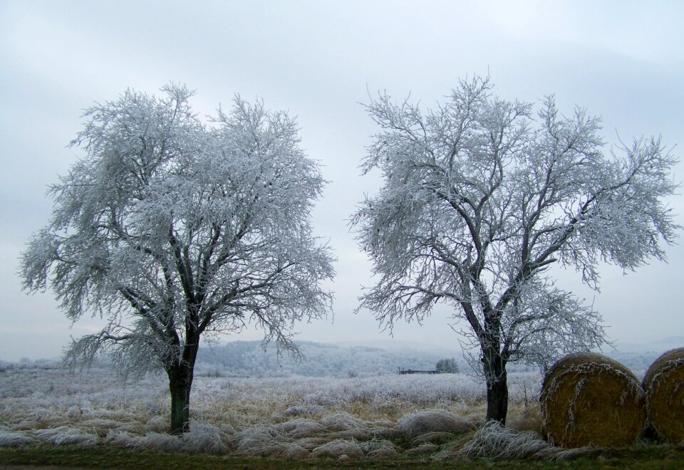 Frost wood winter