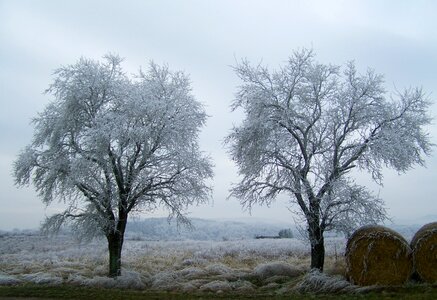 Frost wood winter photo