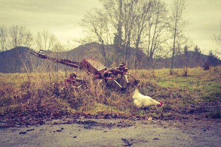 Animal livestock chickens