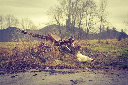 Animal livestock chickens photo