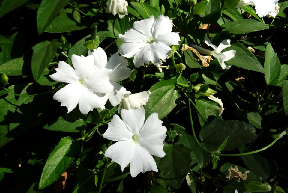 Thunbergia fragrans sweet clock vine white thunbergia