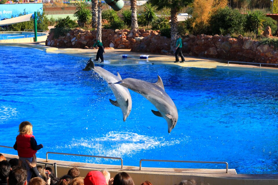 Pool dolphinarium projection