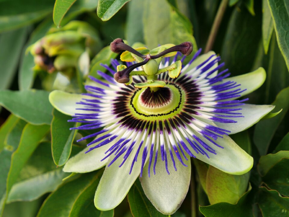 Blossom bloom passion flower