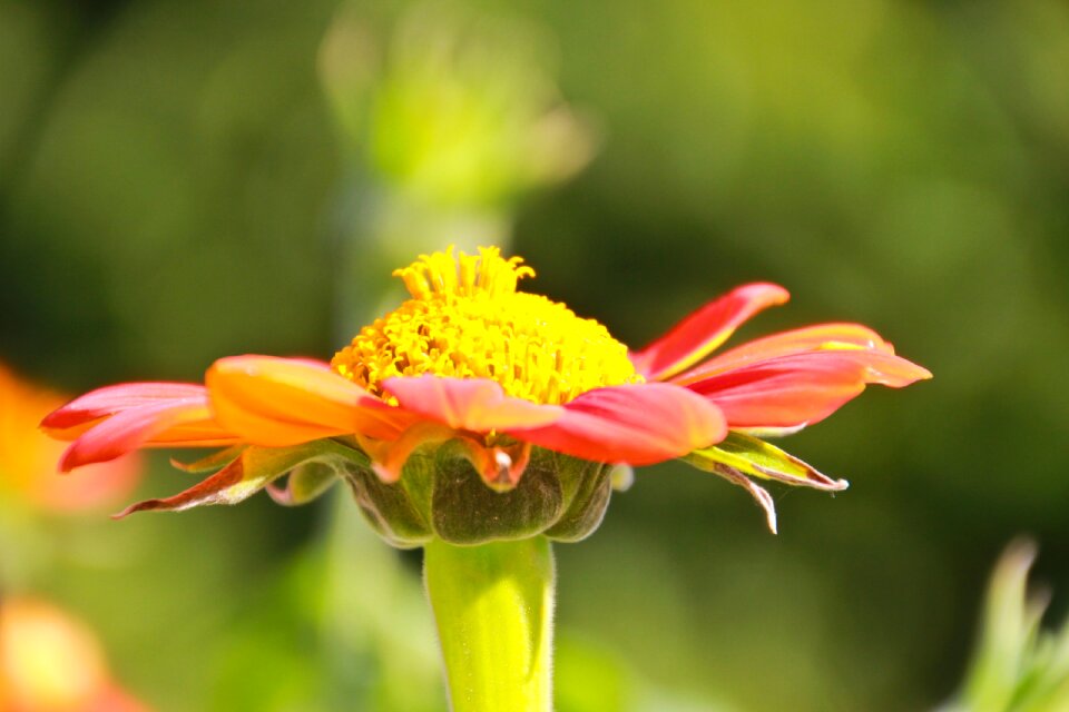 Red garden botanical garden