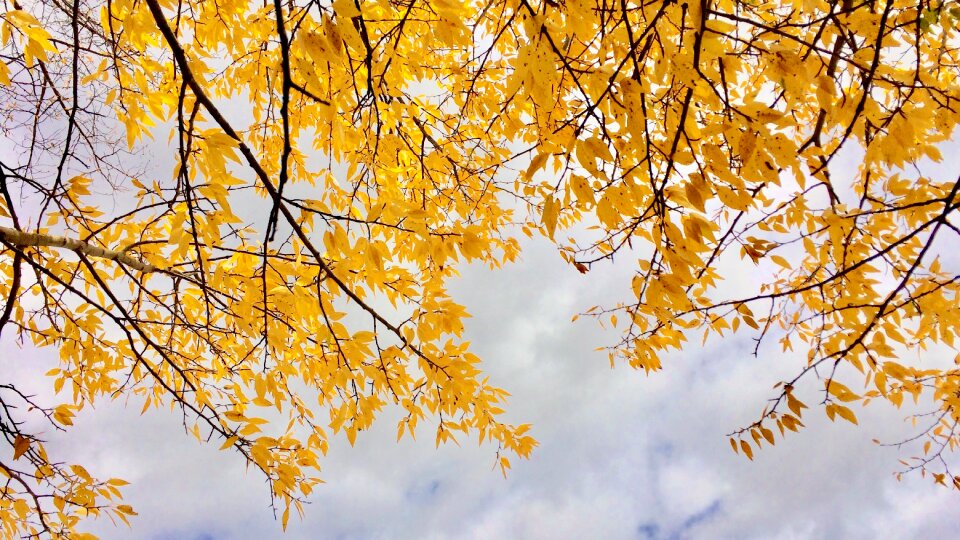 Yellow clouds fall