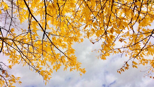Yellow clouds fall