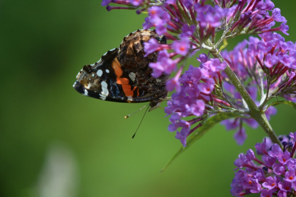 Pollinator insect butterfly bush