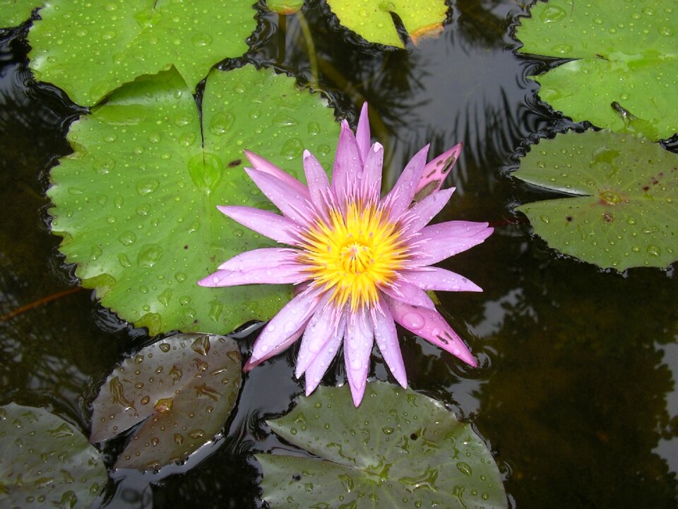 Beautiful flower floating leaves water