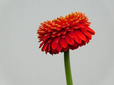 Macro gerbera red petals photo