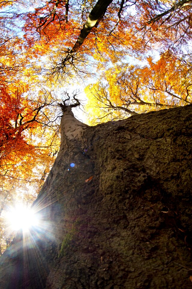 Light strain tree