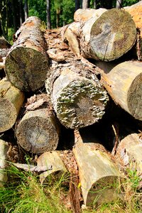 Wood environment timber