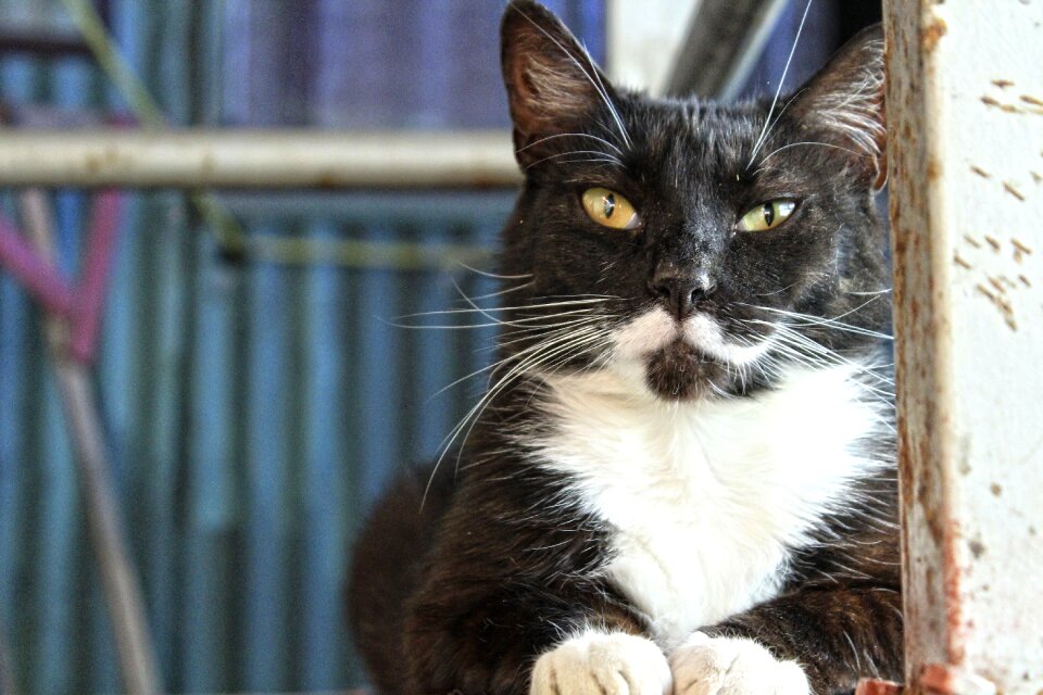 Feline animals animal