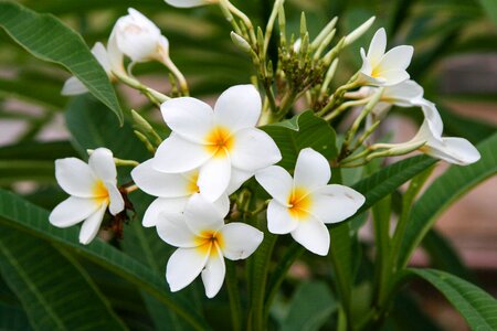 Flower nature flowers