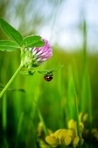 Insect green nature photo