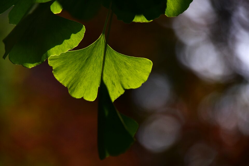Ginkgo green background