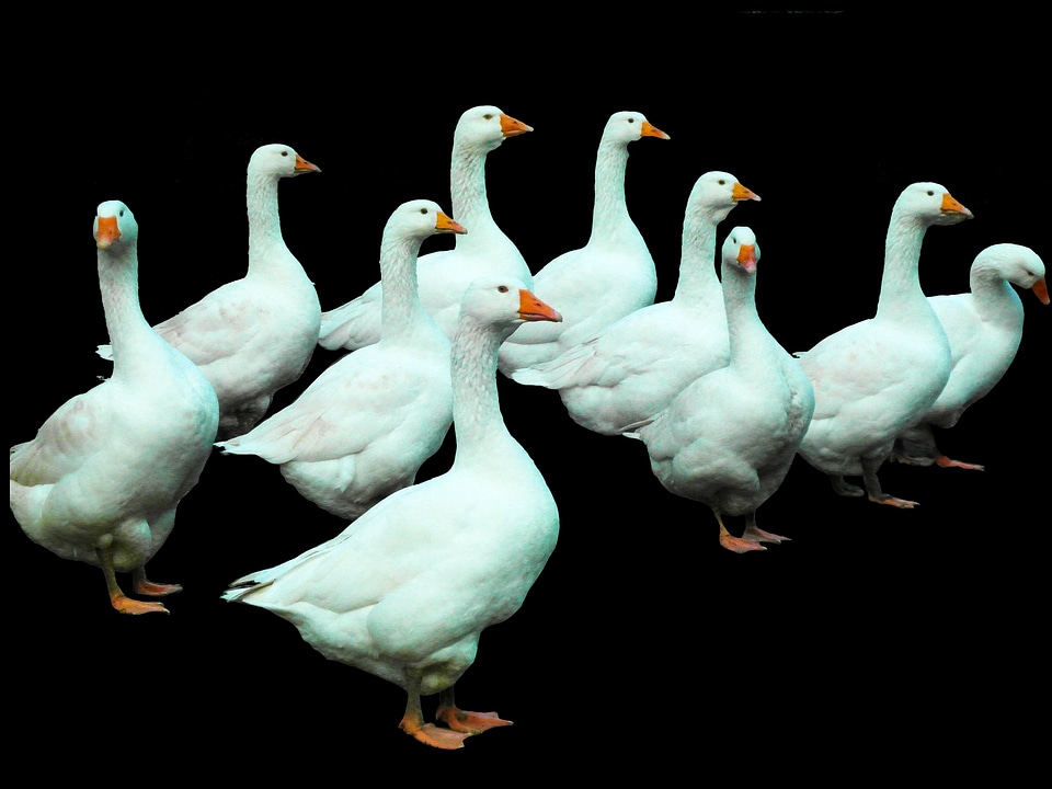 Isolated chatter christmas goose