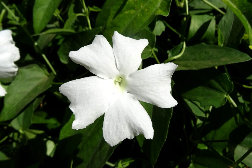 Thunbergia fragrans sweet clock vine white thunbergia