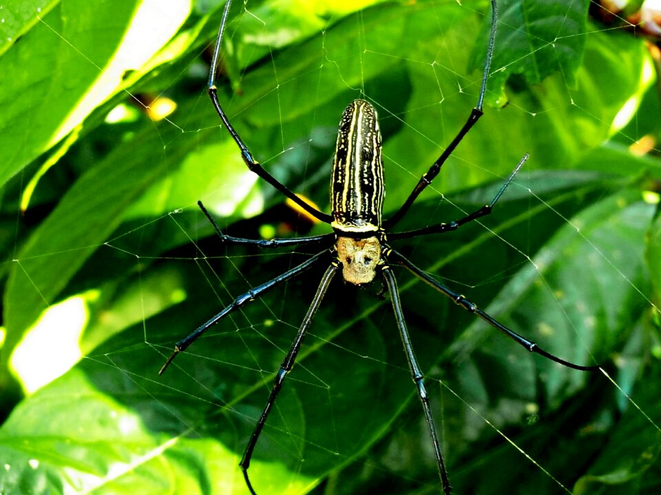 Nature insect close up