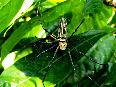Nature insect close up