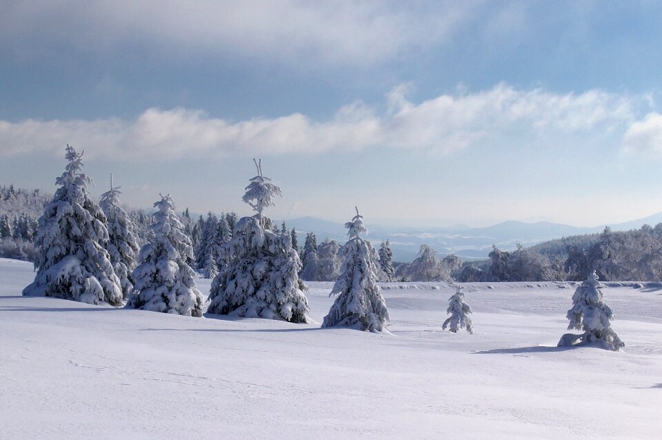 Forest trees frost photo