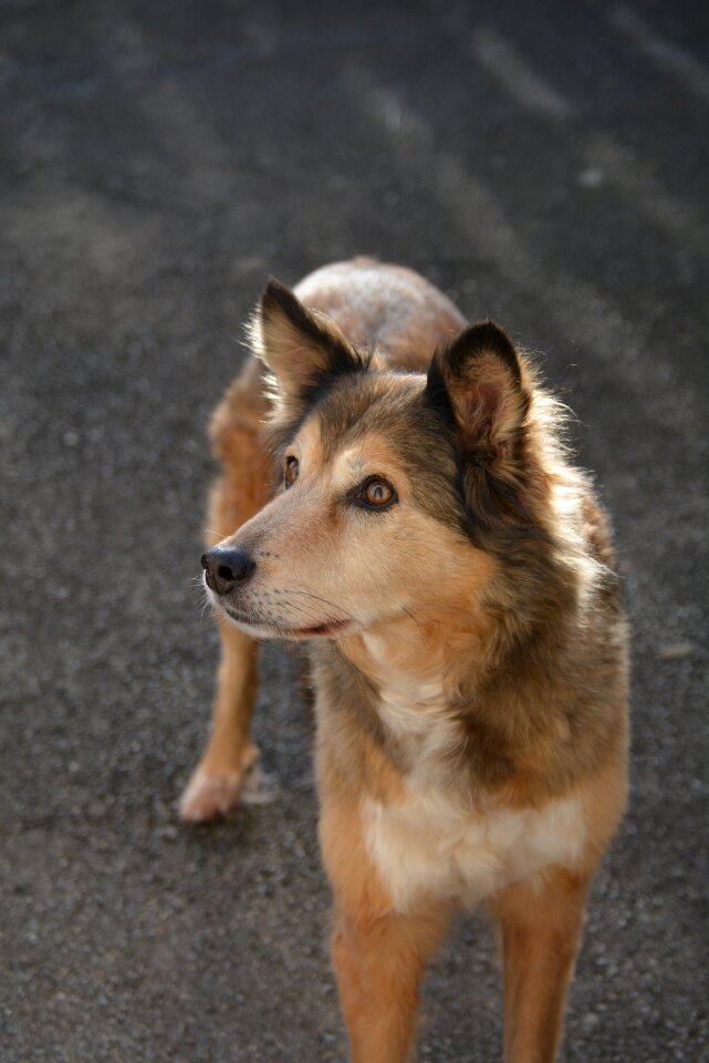 Hybrid animal portrait awakened
