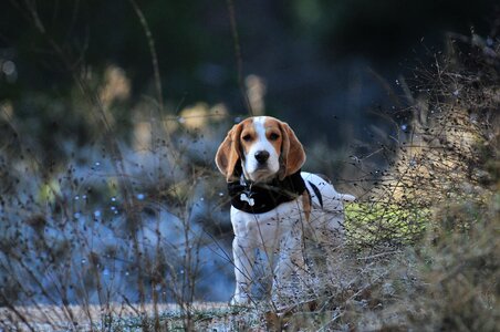 Beagle mammals dog