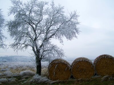 Frost wood winter photo