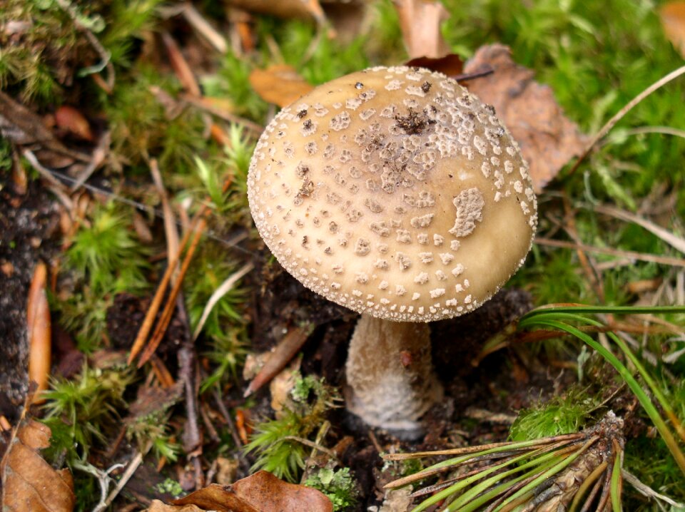 Mushroom picking toxic autumn