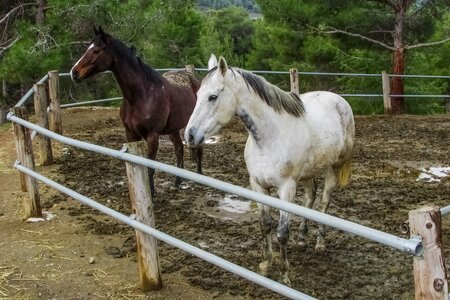 Ranch stallion rural