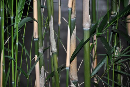 Nature stem