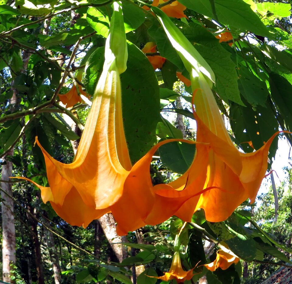 Orange toxic alkaloid