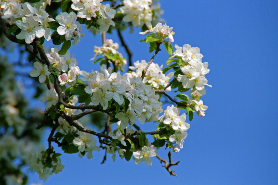 Apple tree apple tree blossom spring