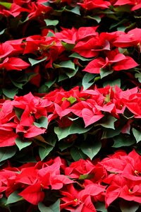 Festive red flower photo