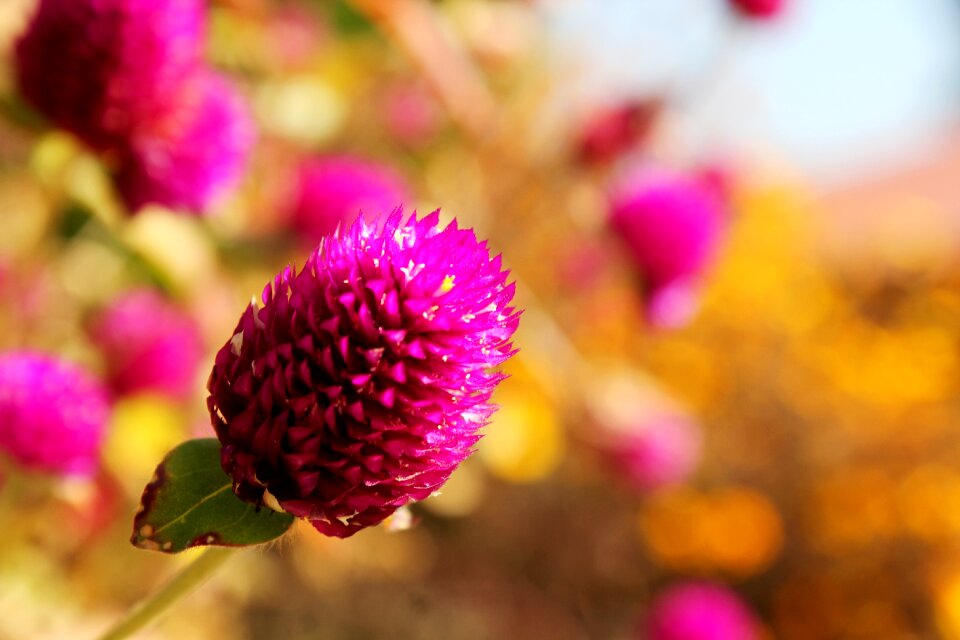 Vibrant macro