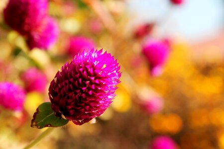 Vibrant macro