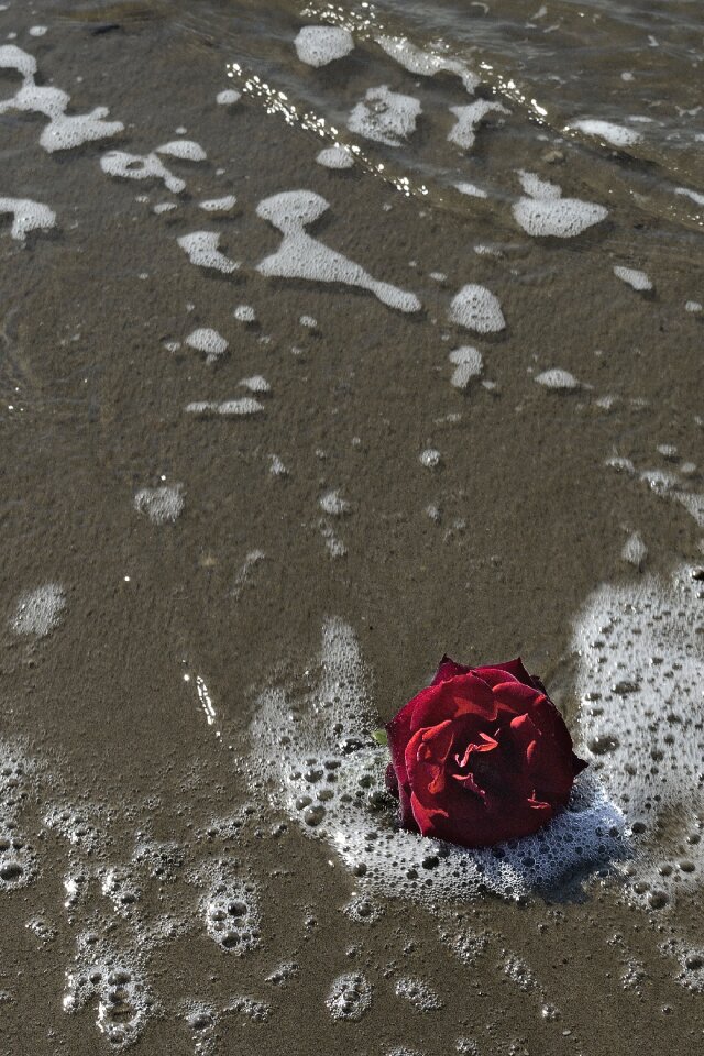 Flowers wet beach
