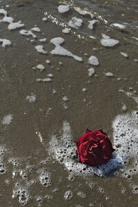 Flowers wet beach