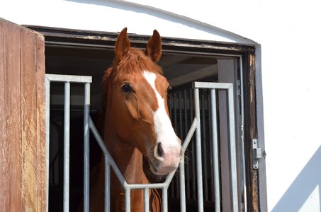 Stallion equine warmblood