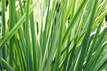 Garden leaf plant