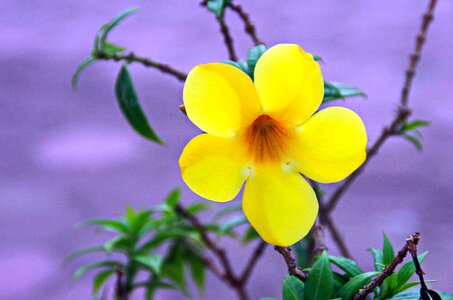 Tropical flower corolla petal