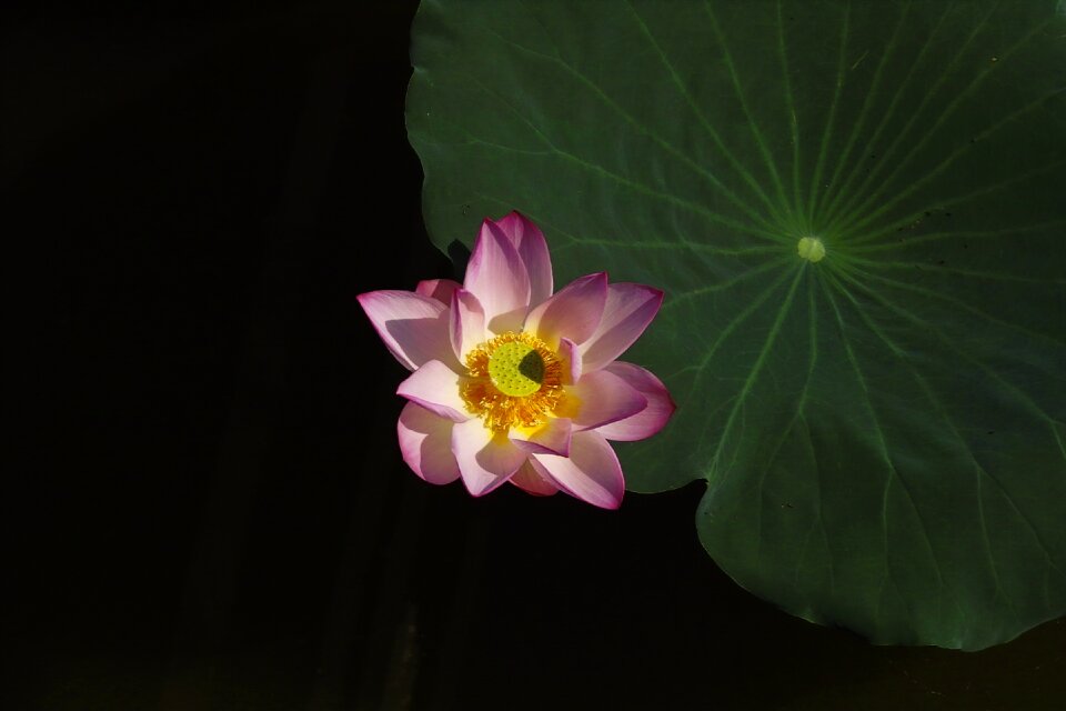 Lotus lotus leaf be quiet