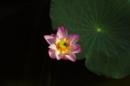 Lotus lotus leaf be quiet
