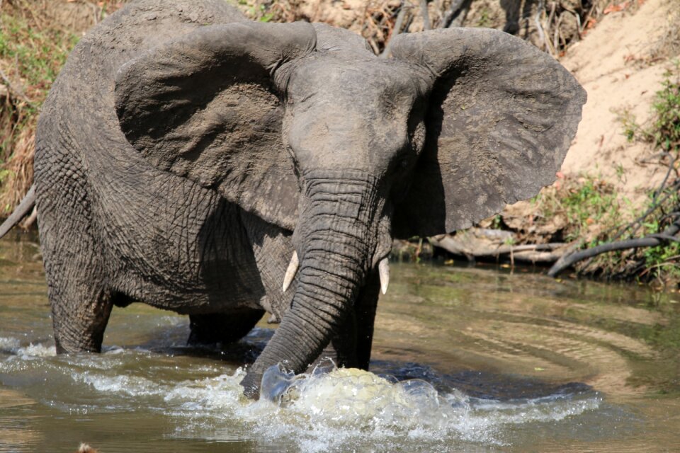 Bathing animal water