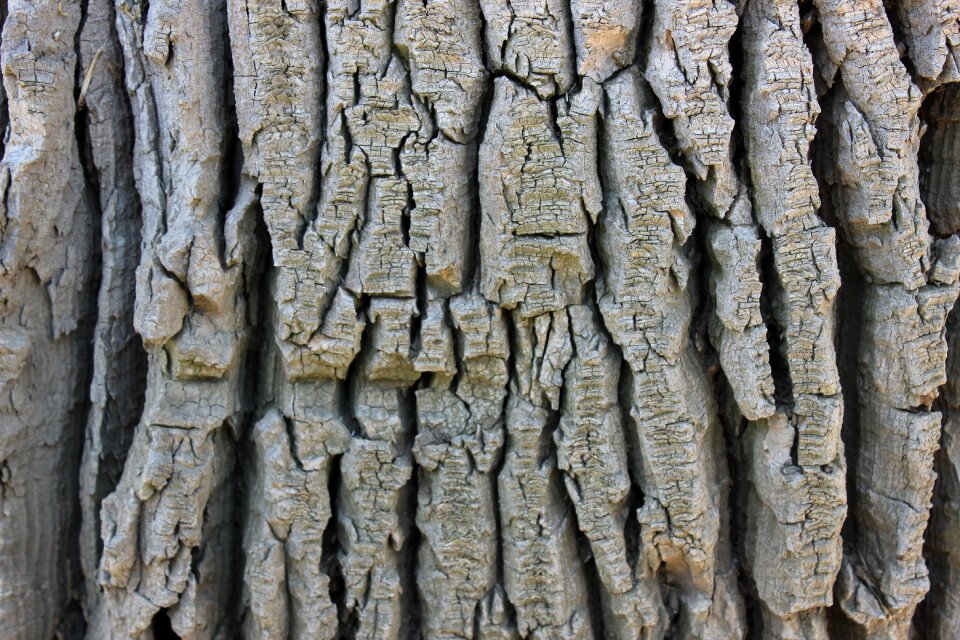 Texture wood trunk