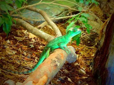 Lizard zoo san diego