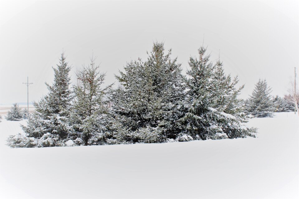 Snow covered pine trees country snow photo