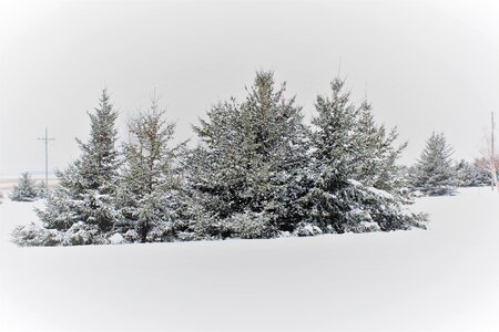 Snow covered pine trees country snow