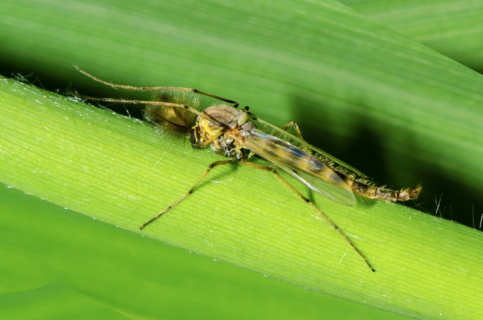 Insect gnat