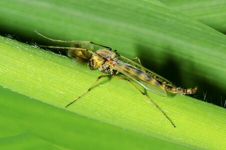 Insect gnat photo