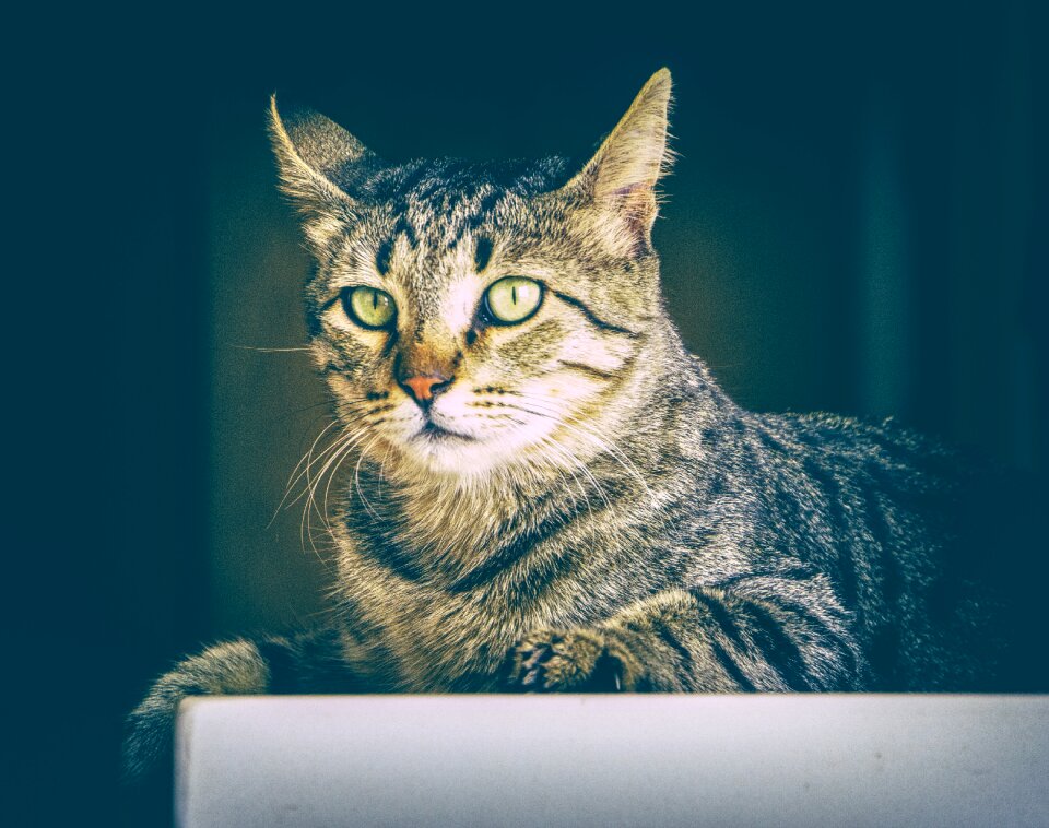Pet kitten domestic